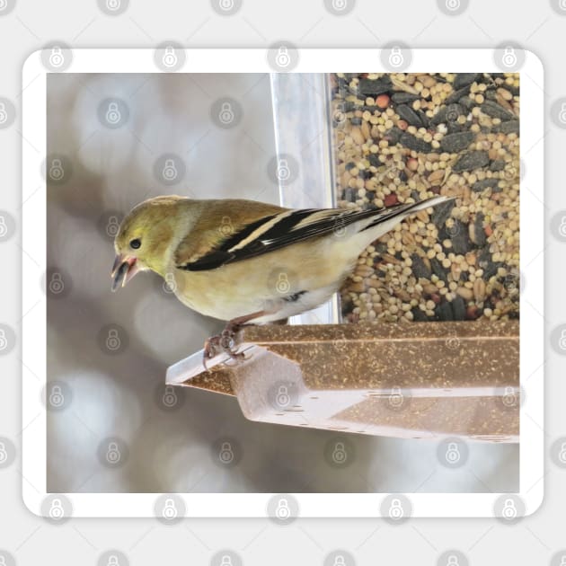 Goldfinch at Feeder No.1 Sticker by MaryLinH